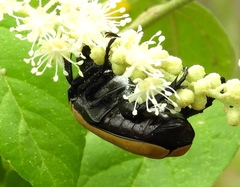 Hologymnetis cinerea