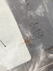 Philodromus dispar