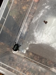 Anoplotrupes stercorosus