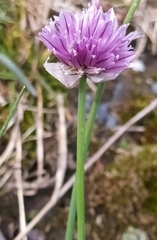 Allium
