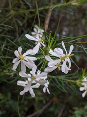 Ricinocarpos pinifolius