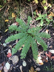 Adiantum pedatum