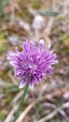 Allium
