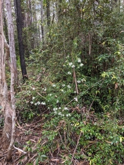 Ricinocarpos pinifolius