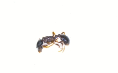 Myrmica