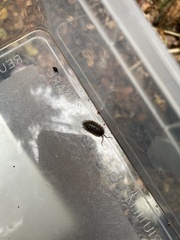 Oniscus asellus