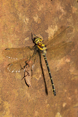 Eusynthemis aurolineata