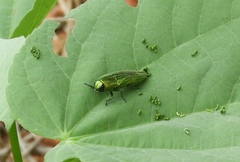 Agaeocera scintillans
