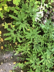 Adiantum pedatum