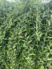 Tarlmounia elliptica