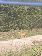 Aepyceros melampus melampus