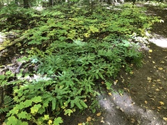 Adiantum pedatum