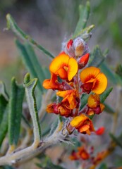 Gastrolobium polystachyum