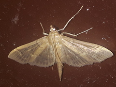 Spilomelinae