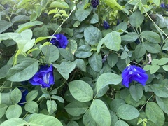 Clitoria ternatea