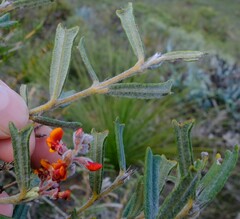 Gastrolobium polystachyum
