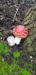 Amanita muscaria