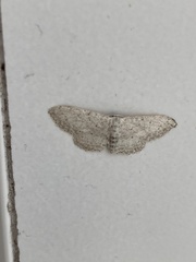 Idaea minuscularia