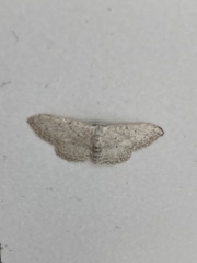 Idaea minuscularia