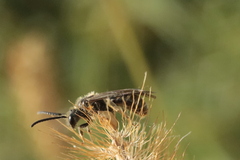 Lasioglossum marginatum