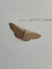 Idaea eugeniata