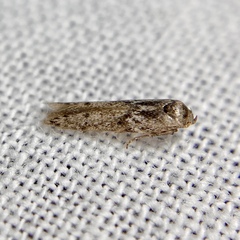 Blastobasis tanyptera