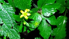 Ranunculus cantoniensis