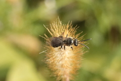 Lasioglossum marginatum