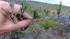 Gastrolobium polystachyum