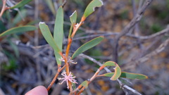 Hakea incrassata