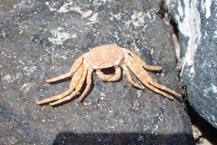 Grapsus adscensionis