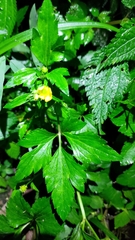 Ranunculus cantoniensis