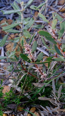 Hakea incrassata