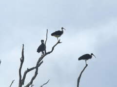 Threskiornis spinicollis