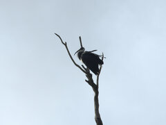 Threskiornis spinicollis