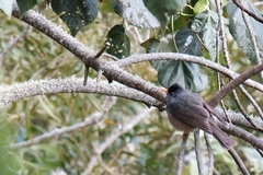 Hypsipetes borbonicus