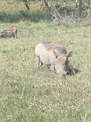 Phacochoerus africanus massaicus