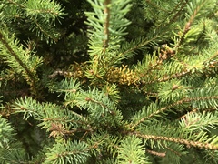 Arceuthobium pusillum