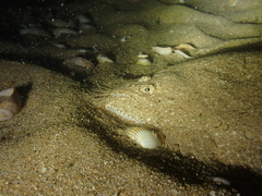 Scophthalmus rhombus