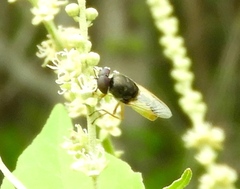 Stratiomyomorpha