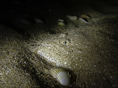 Scophthalmus rhombus