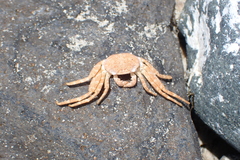 Grapsus adscensionis