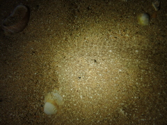 Scophthalmus rhombus