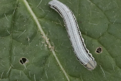 Tenthredopsis
