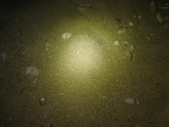 Scophthalmus rhombus