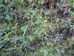 Ranunculus propinquus subborealis