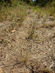 Aristida chinensis