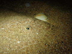 Scophthalmus rhombus