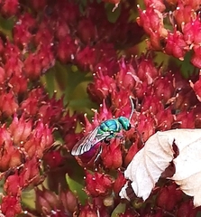 Chrysis ignita