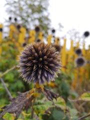 Echinops